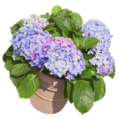 *��ֲ����* ���̷�318S-250g ��Խ�޾����������������׮ 15.68Ԫ(��88VIP 95��)