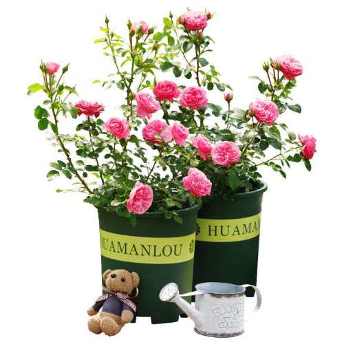 ���������ٴ󻨣� ������ Ǿޱ�����ٱ��¼���ͥԺ������ǽֲ�ﻨ԰��̨��ֲõ�廨������ 19.8Ԫ