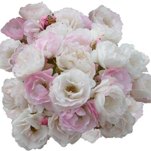 ��Ǿޱ40-60cm3-4����֦ ������ Ǿޱ��������߽���ʮ��ú�׷� 19.8Ԫ