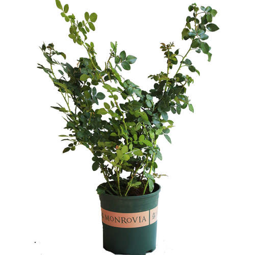 ���ȡ�2��ĸϵ���硿 ������ ����2�״��� ������һ ˳��ֱ�� 78Ԫ