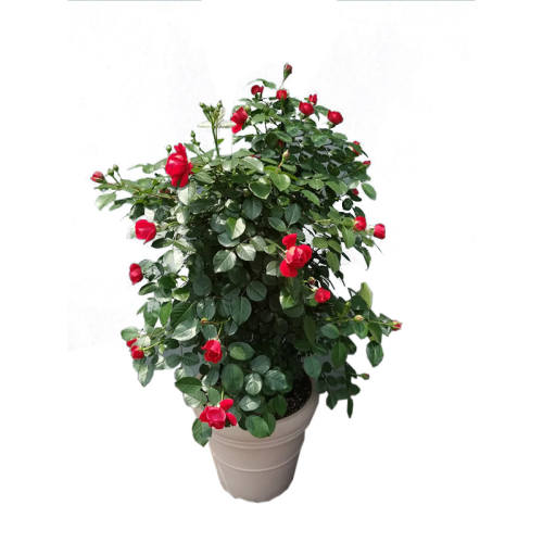 ��ĿTOP?Դͷ����?��������û�� �����׵���1��5��������Ǿޱ�¼� 24.8Ԫ