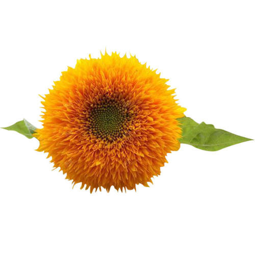 �ٺ���������տ����� 30��ԭװ����2��1�� ��������տ� ����˶�� ���޶�Ŀ 5Ԫ