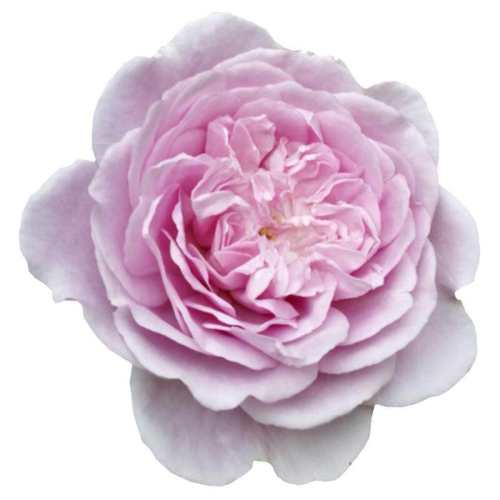 �������ٱ�����ɳ��ʯ 1.2�� �����Ժ� ��ɫ�����¼�/Ǿޱ/õ���ٱ��¼� 56.56Ԫ��4��(��14.14Ԫ/��)