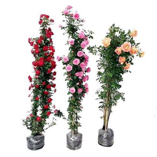 �ٱ�С���50cm����Ʒ��������� ������ Ǿޱ�����ٱ��¼� 1��6���� �ش�����ֲ��༾����������õ�� 39Ԫ��5��(��7.8Ԫ/��)