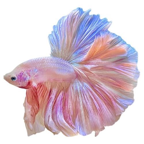 �����ɫĸ�㡿1�� ��βɴ̩�������ȴ�������С����׺���������ˮ����������ǿ���� 12.51Ԫ