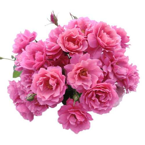 15cm�� ���� ���ٵĻ�԰��ľ�¼�����ɫ��̨ 25.2Ԫ