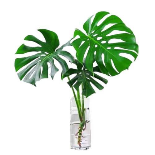 �걳��һ��3����50-60���������� �����Ժ� �걳�������������׮ֲ��칫�Ҵ�����ֲ�����辰�������� 10.8Ԫ