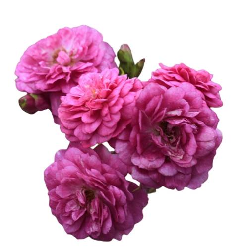 ��������15cm�� ���� ���ٵĻ�԰΢���¼�Ũ���ͷ�ڻ� 25.2Ԫ