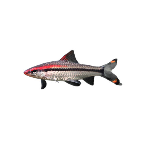 һü��������ˮ�±���26-30�� һü����С�Ͳݸ׵�ˮ���������� 4.95Ԫ