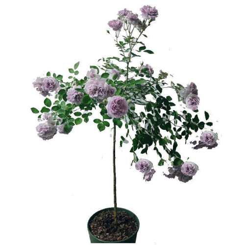 Ʒ�����һ��/��1.5���ָ�1������ ������ �����������Ů��õ�廨�������� 50.3Ԫ