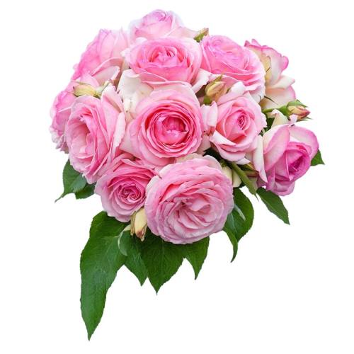 15cm�� ���� �����Բ��ٱ��¼�����԰� 25.2Ԫ