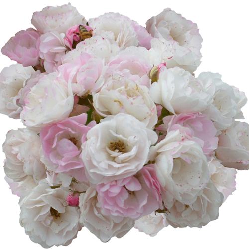 �޴̷���Ǿޱ40-50cm��3-4��֦ ������ һ֦��Ǿޱ�������ٿ쿪���� 74.05Ԫ��5��(��14.81Ԫ/��)