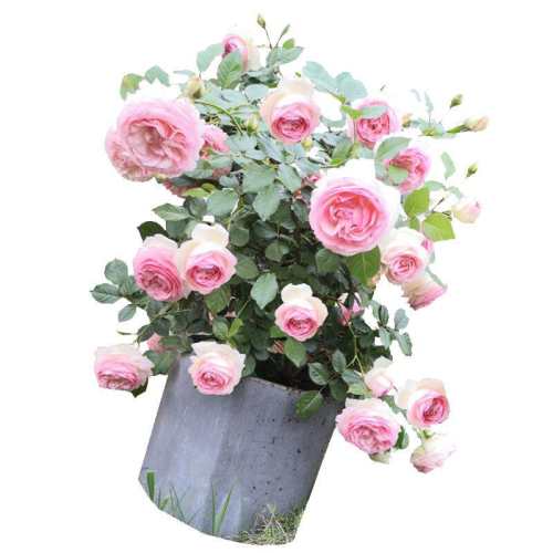 ��������60�������Ҹ�3-4���ֲ� ������ ��ɫ��ɳ��ʯ�����¼�õ�廨���� 109.5Ԫ��5��(��21.9Ԫ/��)