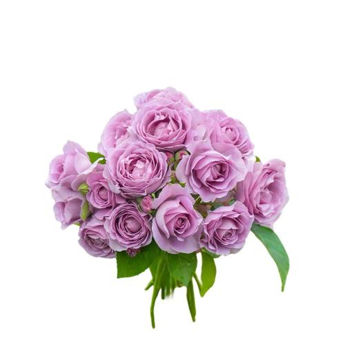 �Һ�ѩɽ1������ ���� ��֭�¼����ٵĻ�԰�ʺ����� 44.82Ԫ