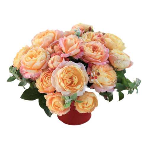 15cm�� ���� ���ٵĻ�԰Ī���ļ���������ֲ�� 25.2Ԫ