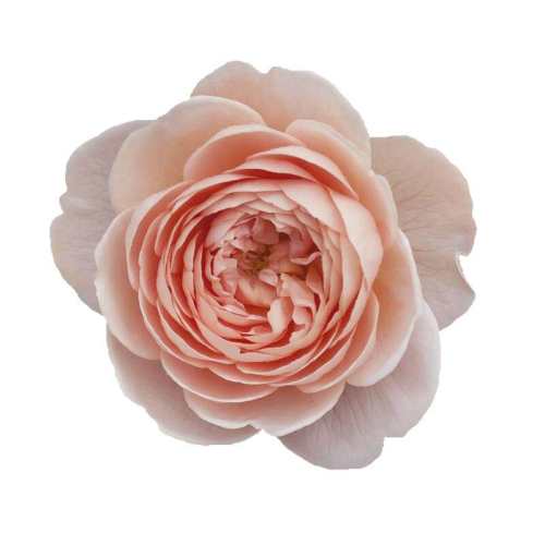 ��֭��̨ 2.8��Ǥ�� �����Ժ� �����Ǵ����¼���2.5��/2.8�� 70.82Ԫ��2��(��35.41Ԫ/��)