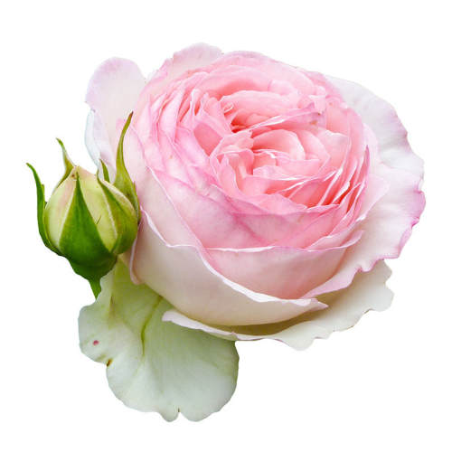 ����ʦ ֲ���Ũ��Ӫ��Һ  õ���¼��� 250ml/ƿ �����Ժ� ��Խ���������������������� 17Ԫ(��88VIP 95��)