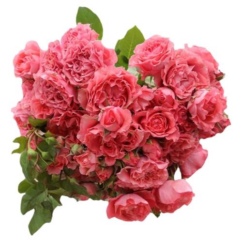 ���Ƽ����ϡ��¼���250ml ���� ������Բ��¼��������������԰� 19.8Ԫ