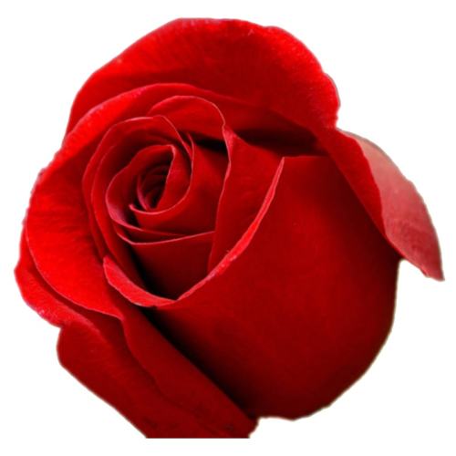 ��������õ��40�������Ҹߴ��� ������ ���Ʒ��õ�廨���翪���԰���� 57.09Ԫ��3��(��19.03Ԫ/��)