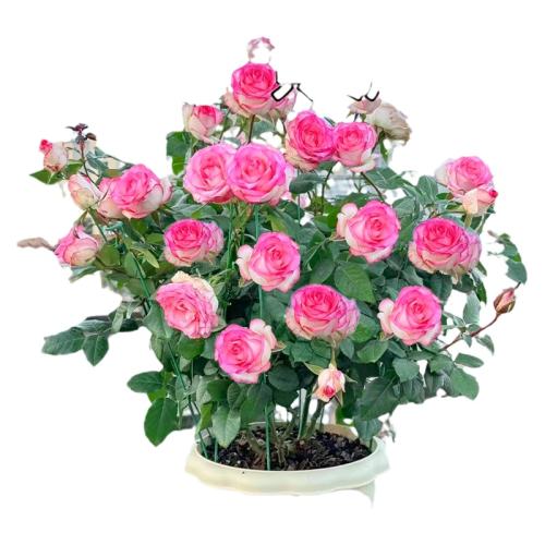 �����ڴ�������֭��̨130#�� ��ɯ�¼�����õ�廨�ܰ��������� 20.5Ԫ