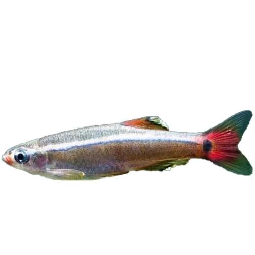 ���ƽ�˿��0.9-1.2���� 10��5����15��   ����ע���ͷС ���ƽ�˿��ԭ����ˮ��С�͵�ˮ�� 28.05Ԫ��5��(��5.61Ԫ/��)