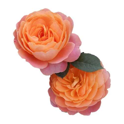 ����ʦ�¼�ר�ý��� 10L �����Ժ� ��Խ��ľ�¼����Թ�֭��̨����Ҷ 24.8Ԫ(��88VIP 95��)