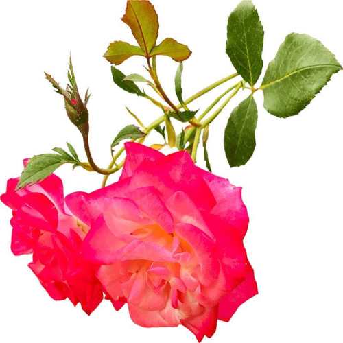 ӣϼ40-50cm3-4����֧ ������ ӣϼ�ٱ��¼�����Ԯõ����̨ͥԺ������ǽ����ֲ���Ͳ�����Ǿޱ�� 29.8Ԫ