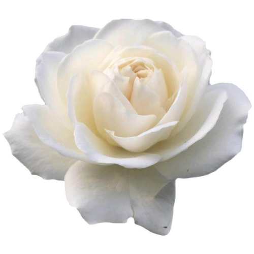 �ٱ�ɽ����40-60cm3-4����֦ ������ �ٱ�ɽ��ɫ�¼���������ٱ���Ԯ����ͥԺ��̨����Ǿޱ��԰õ�廨 29.8Ԫ