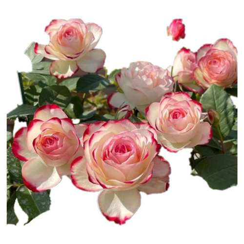 �������� ������ Ħ�ɸ繫����ɫ�¼��ڻ���Ũ�� 46.44Ԫ��2��(��23.22Ԫ/��)