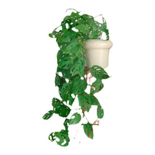 ���ᴹ���������ɶ��������衿�ļ����ࣨ�߶�40cm���ң� ������/�������ɶ��걳������� 26.9Ԫ