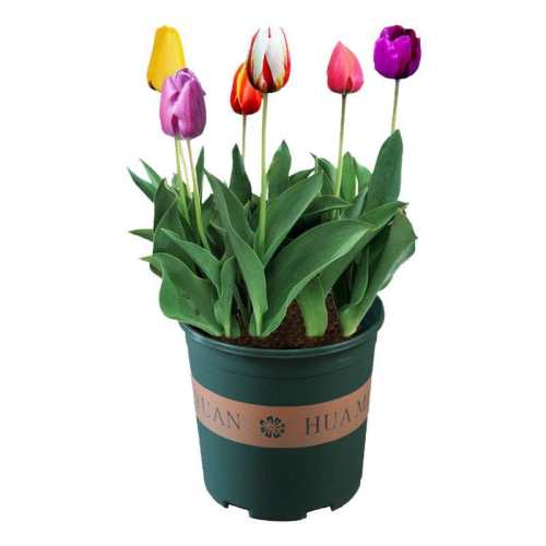 11-12CM ������ ������ 2�Ŵ��� 4��������5������ڴ����򻨻� 5.88Ԫ