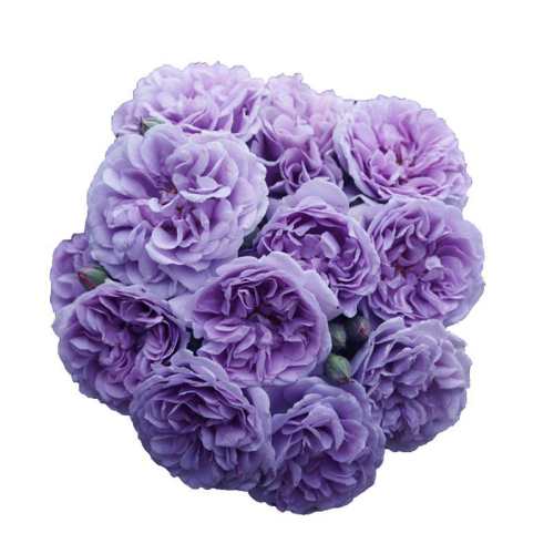 ��ɫ����/�������ͺÿ�/60�������Ҹ�3-4���ֲ� ������ ��ɫ�����¼�������̨��԰���ٻ� 123Ԫ��5��(��24.6Ԫ/��)