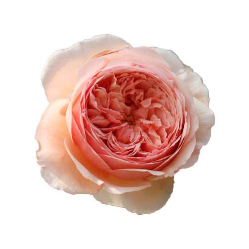 ����15cm�� ���� ���ٵĻ�԰����ֱ���¼�Ũ�� 25.2Ԫ