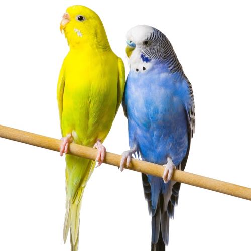 һֻԭʼ�̻�Ƥ����ĸ��ѡ�� ��Ƥ���Ļ����˵������������ 22Ԫ