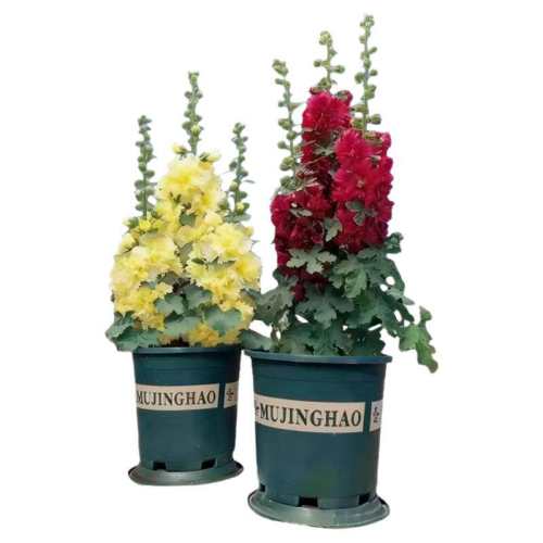 ��������ֲ����ɫ�ذ����200��+�� ������Ӵ��ذ����������� 4.12Ԫ