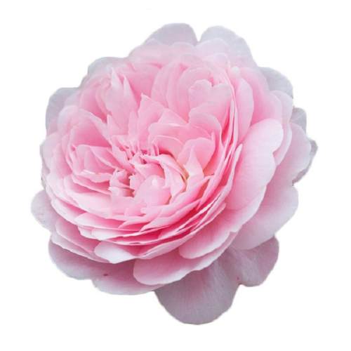 �����ڳ� �����Ƽ��������׵���  P9 �����Ժ� ��Խ΢���¼�������̨�¼����� 8.93Ԫ(��88VIP 95��)