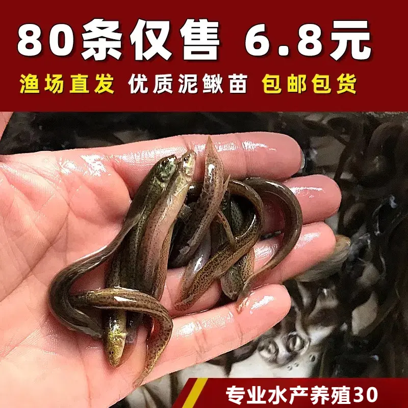 ̨����������������㷤���� 5.5Ԫ