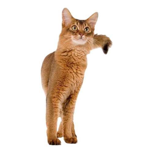 ������װ��F32Ӫ����è��400g 1lb �ʼ�è��I27/F32ȫ�����ڳ�è�� 25Ԫ