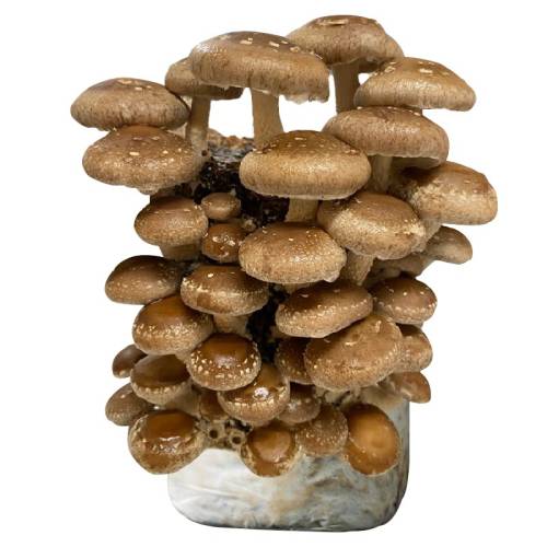 �㹽������Լ2�1�� Ģ����ֲ��ʳ��ĥ���ٺ� 26.5Ԫ��5��(��5.3Ԫ/��)