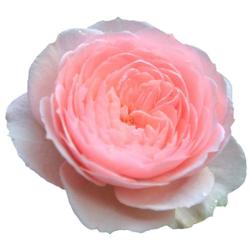 ��5Ԫһ�����ԭ��ԭ���������¼���ͼӼ��� ������ ��ľ�л��¼��༾�������� 5.5Ԫ