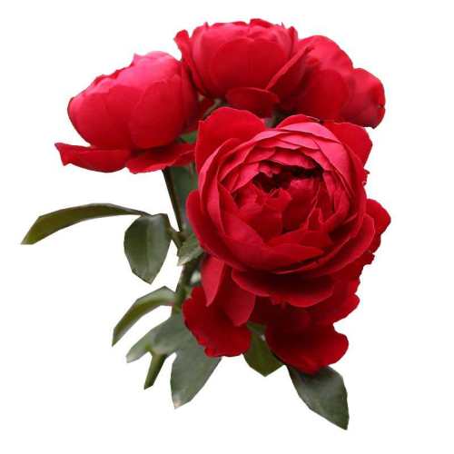 15cm�� ���� ���ٵĻ�԰���ȹ����¼�ֲ������ 34.2Ԫ