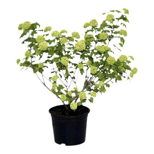 ���л�ľ����5���أ���ľ�ͣ� �����Ժ� ��ɯ�Ļ�԰ľ����ͥԺ 158.1Ԫ