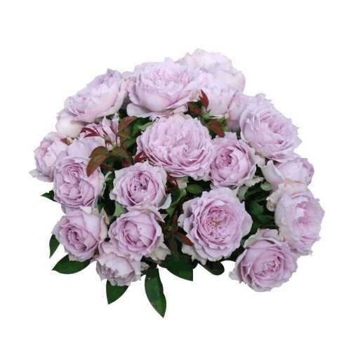 ����Ũ�㡿���� 1.2�� ������ϵ�� �����Ƽ� �����Ժ� �������������¼��������Ӱ� 43.86Ԫ��2��(��21.93Ԫ/��)