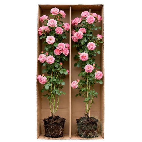 ��ȫ������100W+���ؼ�Ǿޱ����ֲ��Ӫ��Һ4��  3.78Ԫ