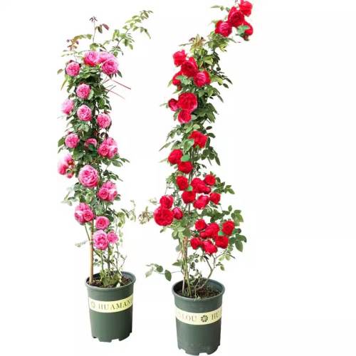 ĸ������-��ɫ��ɳ��ʯ?1.8-2.2�ס�����Ʒ�֡� ������ �ش�ĸϵǾޱ�������¼��༾���� 103Ԫ