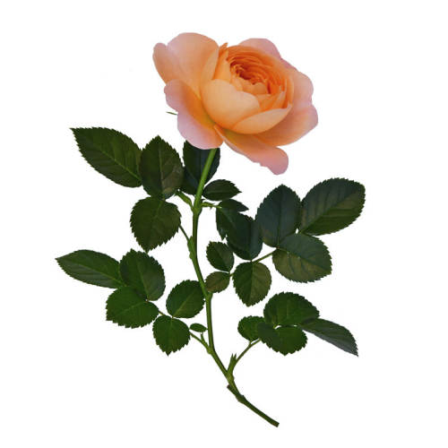 �������ٱ�����ɳ��ʯ(1.2��) �����Ժ� ��֭��̨�����¼�õ�� 56.56Ԫ��4��(��14.14Ԫ/��)