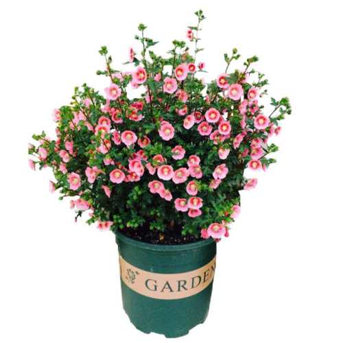 ľ�Ȼ�����Ůʿ�������ļ�����Сľ�ȡ�΢ӣ�ҡ� ������  23.8Ԫ