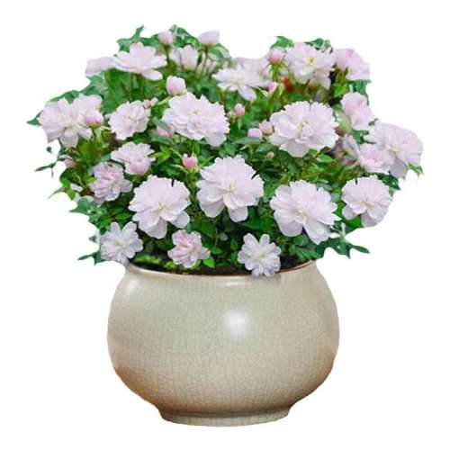 ��Ʒ����Ů�¼�����ԭ�跢 �ļ������� ���¼�õ�峬΢��ֲ���辰�ļ���