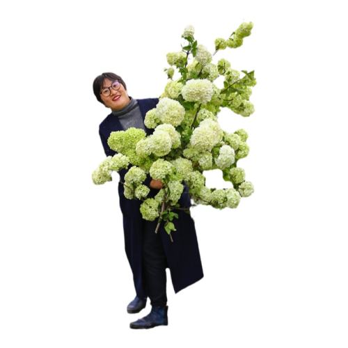 15cm�� ���� �л�ľ���򺣵ٵĻ�԰ 38.4Ԫ