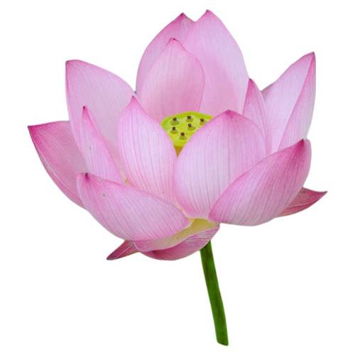 ���ٵĻ�԰ˮ��������1-2CM �ػ��ʵơ���ź��  25.44Ԫ��2��(��12.72Ԫ/��)